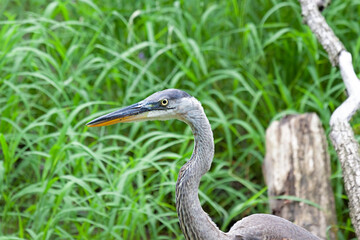 The Head of a Great Blue Heron