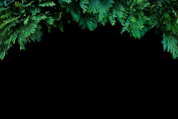 natural background branches of arborvitae spruce cypress on a black background with a place for design