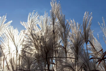 Fototapeta premium Fluffy Mikantus in the wind against the sun against the blue sky