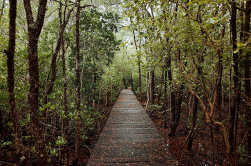 mangrove forest tracking