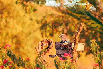 geai picorant des graines de tournesol dans une mangeoire pour oiseau au coucher du soleil