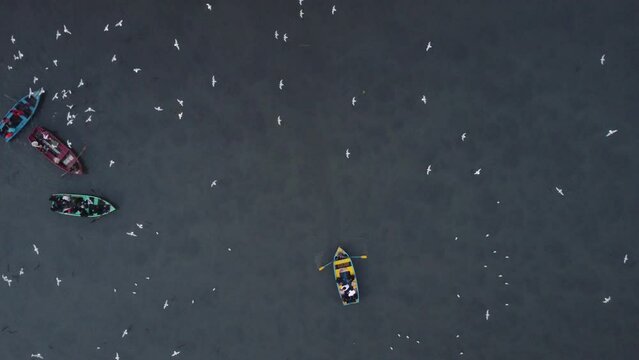 flying birds on the river