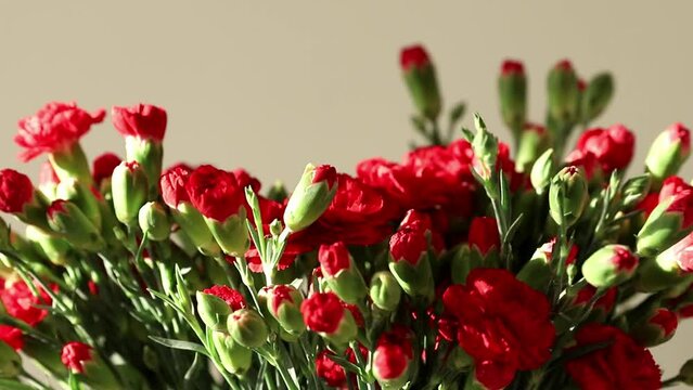 red carnation window background. Sunny bright light. Close up.textured with red carnation