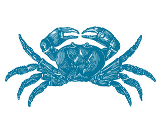 Illustration of a crab, vintage engraving style