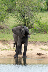 Obraz premium Éléphant d'Afrique, Loxodonta africana, Parc national Kruger, Afrique du Sud