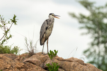 Héron cendré, Ardea cinerea, Grey Heron