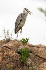 Héron cendré, Ardea cinerea, Grey Heron