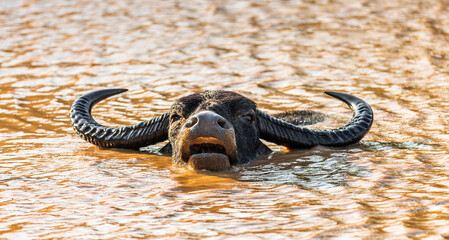 Asian water buffalo (Bubalus bubalis migona)  in the water in the Yala National Park. Sri Lanka.