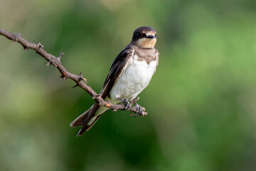 Hirondelle rustique,. Hirundo rustica, Barn Swallow