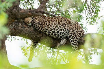 Léopard, Panthère, Panthera pardus, Afrique du Sud