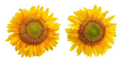 Yellow sunflowers isolated on transparent background