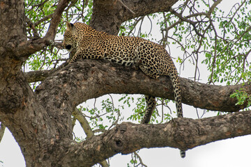 L&eacute;opard, Panth&egrave;re, Panthera pardus, Afrique du Sud