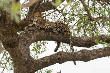 Obraz premium Léopard, Panthère, Panthera pardus, Afrique du Sud