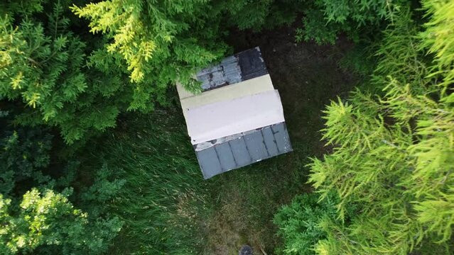 Cabane enfouie dans une grande for&ecirc;t de r&eacute;sineux. Abri en t&ocirc;le cach&eacute; au milieu des arbres.