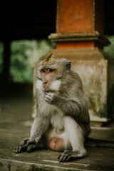 Adorable Monkey Portrait