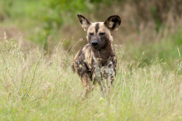 Lycaon, Lycaon pictus, Afrique du Sud