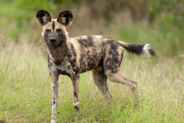 Lycaon, Lycaon pictus, Afrique du Sud