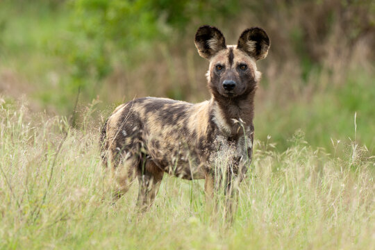 Lycaon, Lycaon pictus, Afrique du Sud