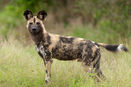 Lycaon, Lycaon pictus, Afrique du Sud