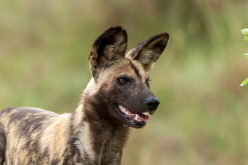 Lycaon, Lycaon pictus, Afrique du Sud