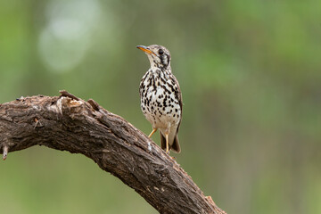 Merle litsitsirupa, Grive litsitsirupa,.Turdus litsitsirupa, Groundscraper Thrush