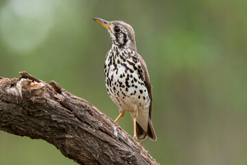 Merle litsitsirupa, Grive litsitsirupa,.Turdus litsitsirupa, Groundscraper Thrush