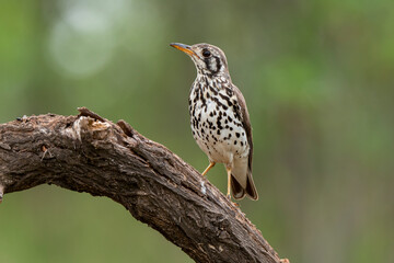 Merle litsitsirupa, Grive litsitsirupa,.Turdus litsitsirupa, Groundscraper Thrush