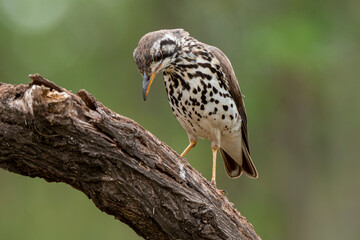 Merle litsitsirupa, Grive litsitsirupa,.Turdus litsitsirupa, Groundscraper Thrush