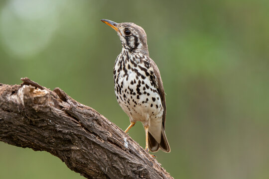 Merle litsitsirupa, Grive litsitsirupa,.Turdus litsitsirupa, Groundscraper Thrush