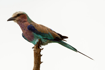 Rollier à longs brins,. Coracias caudatus, Lilac breasted Roller