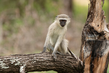 Vervet, singe, Chlorocebus pygerythrus