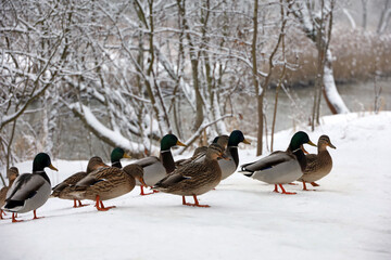 Flock of mallard ducks resting on the snow at winter. Wild ducks on river coast at cold season