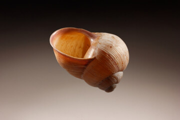 lovely case of a snail shell, helix pomatia