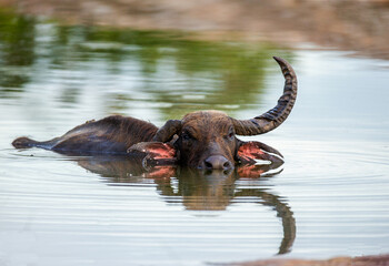 Asian water buffalo (Bubalus bubalis migona) in the water in the Yala National Park. Sri Lanka.