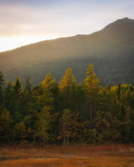 Fototapeta na wymiar Landscape about autumn forest at foot of the mountain. The fir trees are illuminated by the sun