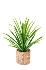 Beautiful fresh green Fragrant Pandan (Pandanus amaryllifolius Palm) growing in rattan pot. Green plant in wicker for home decoration. Asian herbal plant, Pandanus pot, isolated on white background.