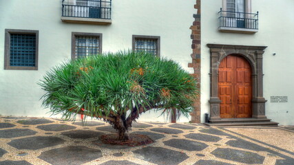 Big palm bush in front of historical building in Madeira