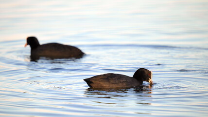 Black coots birds swimming on lake