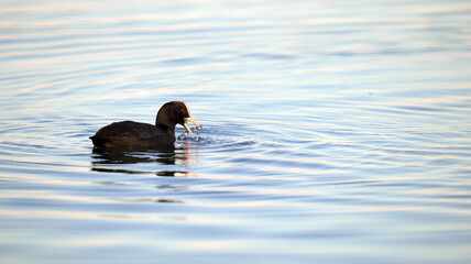 Black coot bird swimming on lake