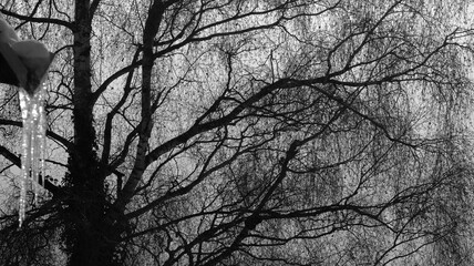 Silhouette of tree in winter evening with many small branches in black and white