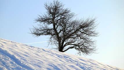 Single, bare tree standing on sloping hill in winter