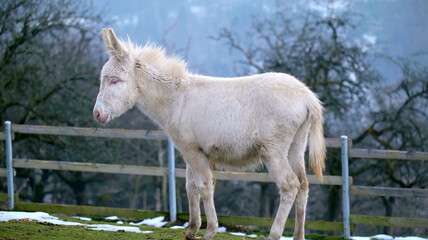 Obraz premium Full body shot of a white donkey
