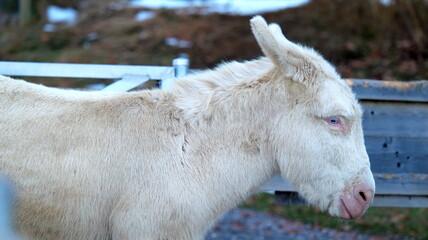 Side close up of white donkey