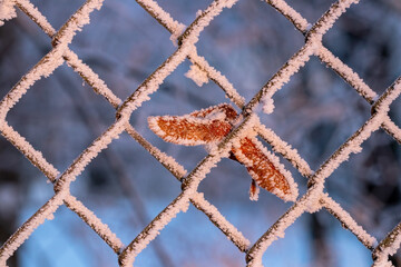 Wicker metal fence in winter covered with ice crystals in the morning sunlight. A frosted green leaf caught in the wires. Frost is formed under the influence of frost, wind and moisture.