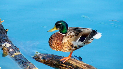 Mallard Duck on branch in a lake