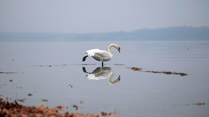 Swan standing with one foot on the lake shore looking at its reflection in the water