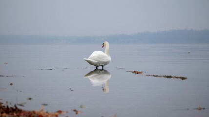 Swan and its reflection in the water