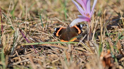 Admiral butterfly and autumn crocus