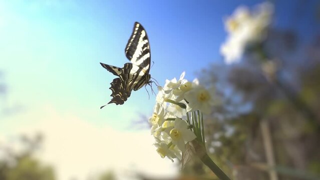 Three-tailed tiger swallowtail butterfly taking off flower and flying away into garden. Slow motion, 4K