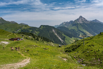 Alpenpanorama in Österreich mit Kühen